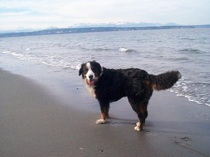 How I remember my big dog, Hector Protector My big dog, Hector Protector