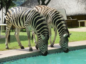 Zebras drinking from the pool