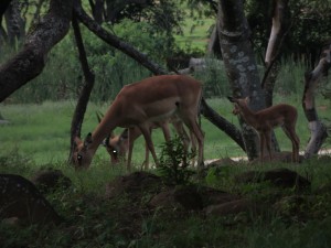 Springbok foal playing in front of our rondavel