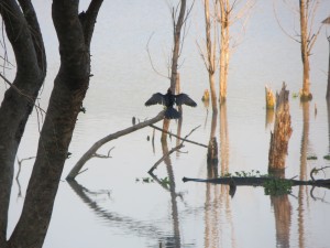 Bird sunning itself at dawn
