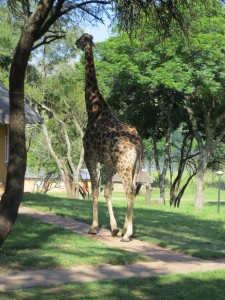Giraffe breakfasting in front of our rondavel