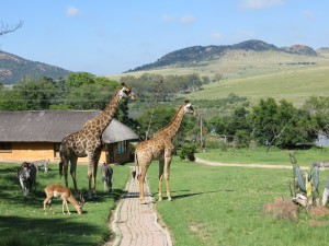 Giraffes and friends out for a stroll