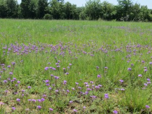 Wildflowers at Maropeng