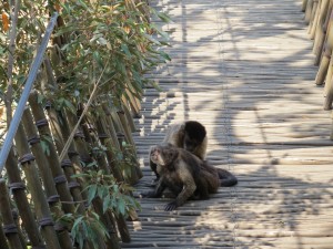 Monkeys on a suspension bridge