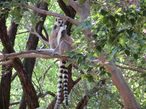 Lemurs supervising the honeymoon suite remodel
