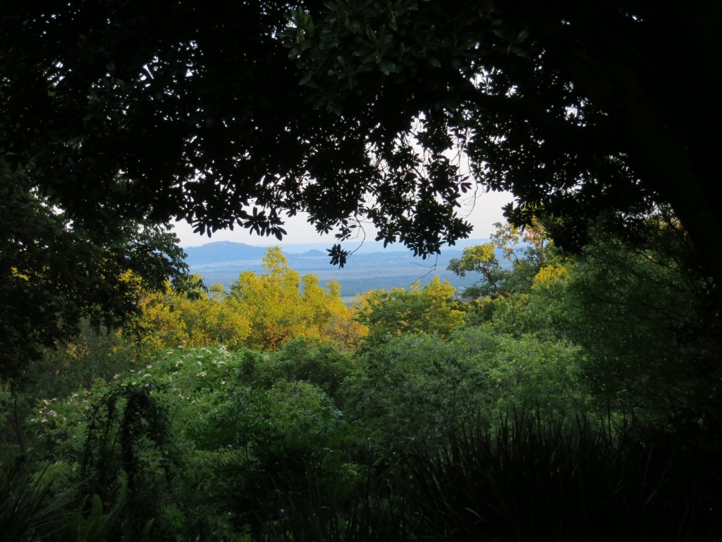The view from my dawn meditation