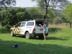 Cheetah getting ready for its morning run