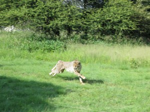 Cheetah chasing a lure