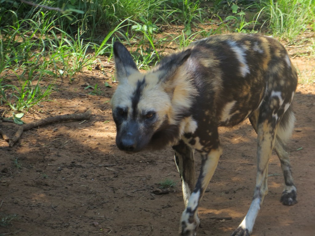 A wild dog checks us out