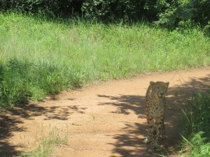 One cheetah comes to dinner