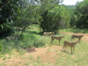 We're a couple of feet from five cheetahs
