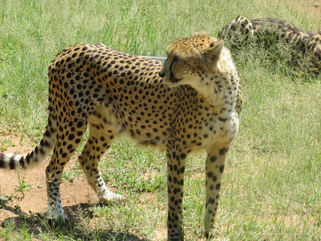 Such a beautiful animal
