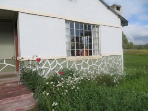 Wildflowers in front of our little cabin