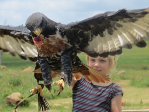 Z flying a jackal buzzard