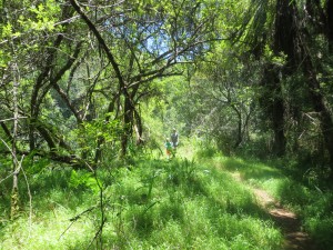 Hike in the woods near Sabie