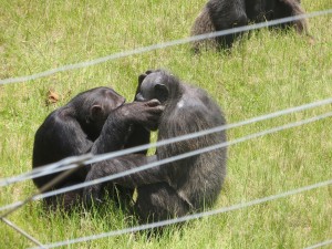 Their DNA is almost identical to ours Their DNA is almost identical to ours
