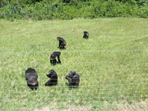 Chimps wandering over for a snack Chimps wandering over for a snack