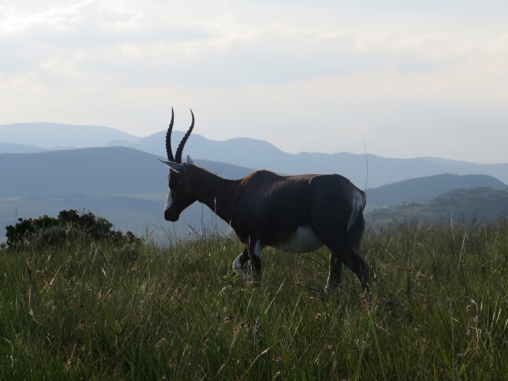 Blesbok in the hills of Swaziland Blesbok in the hills of Swaziland