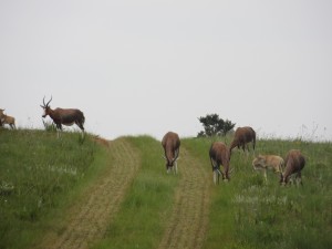 Blesbok herd with babies Blesbok herd with babies