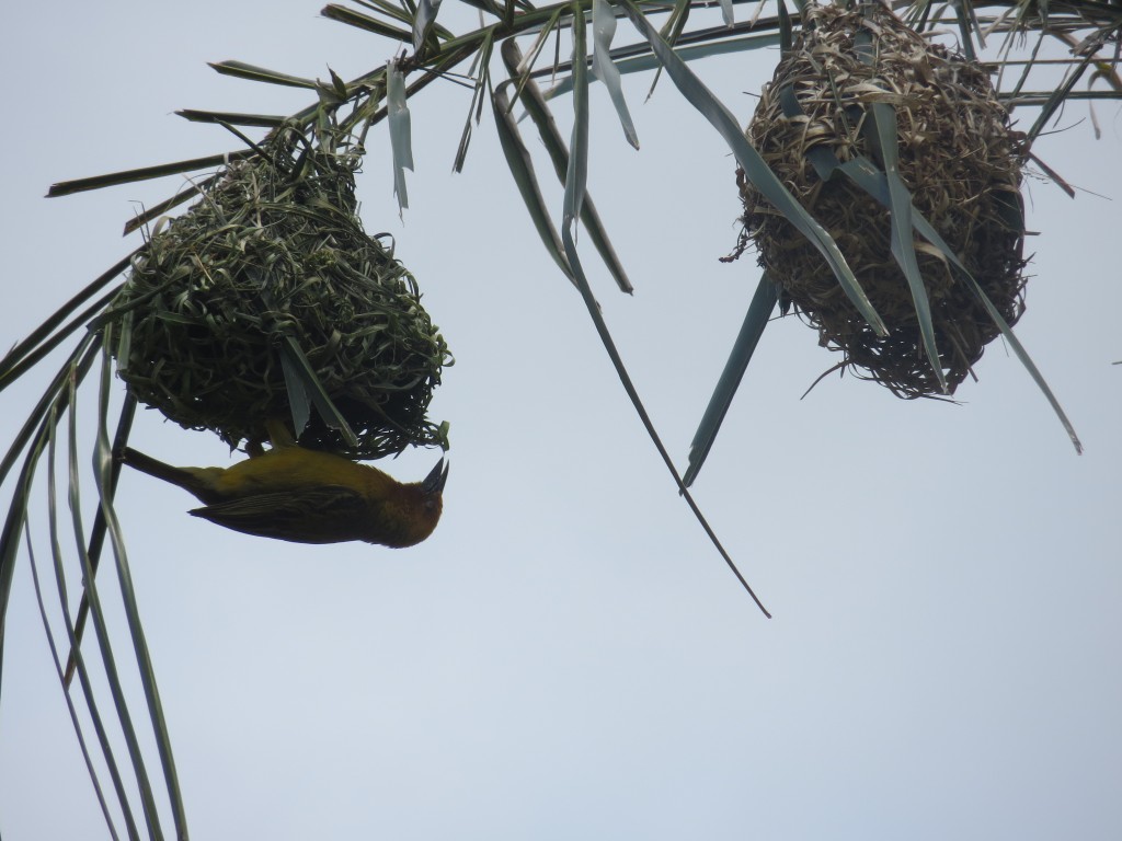 Weaver bird tending its nest