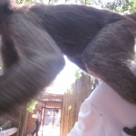 Z snaps photo of monkey jumping from M's head onto my back