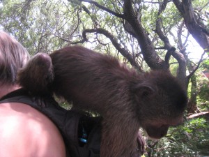 The monkey has already gotten to the sunglasses