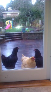 They really want to be indoor chickens They really want to be indoor chickens