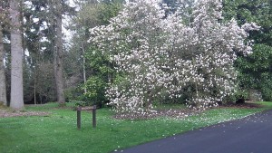 Spring in the Arboreteum
