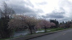Spring on Lake Washington Blvd