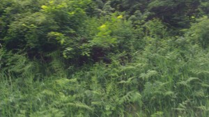 Taking photos of bears while biking -- what could go wrong? Taking photos of bears while biking -- what could go wrong?