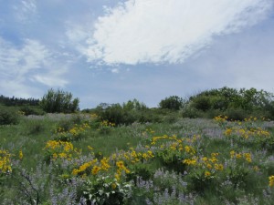 Running through wildflowers Running through wildflowers
